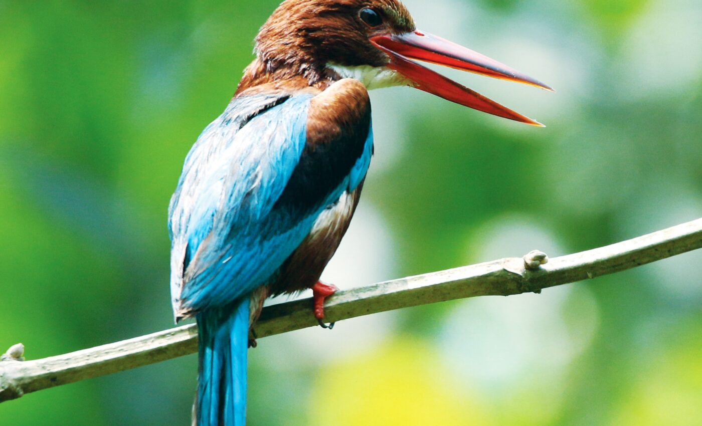 US endangered species can now be relocated to escape climate threats