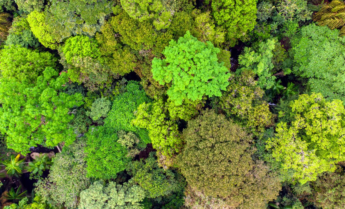 Protected forests offset a year's worth of global fossil fuel emissions