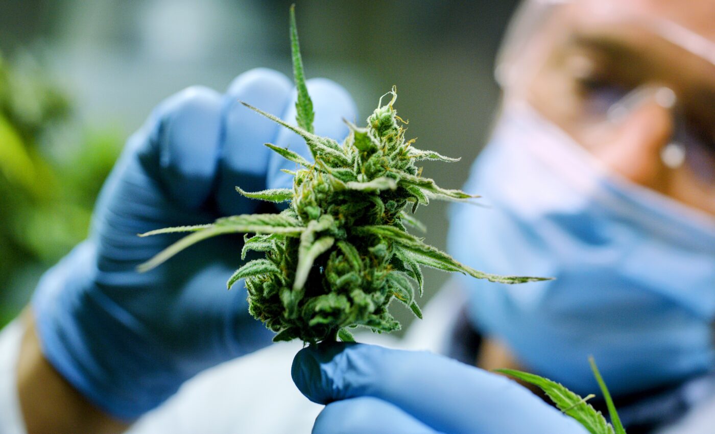 THC exposure during pregnancy linked to life-long health risks