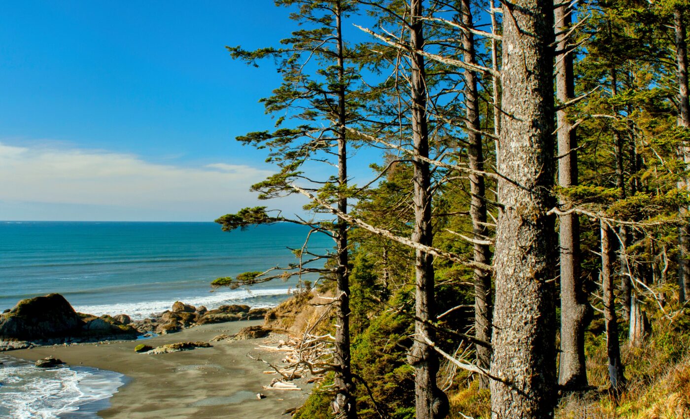 Nature's defenses: How the Sitka spruce fends off weevil invasion