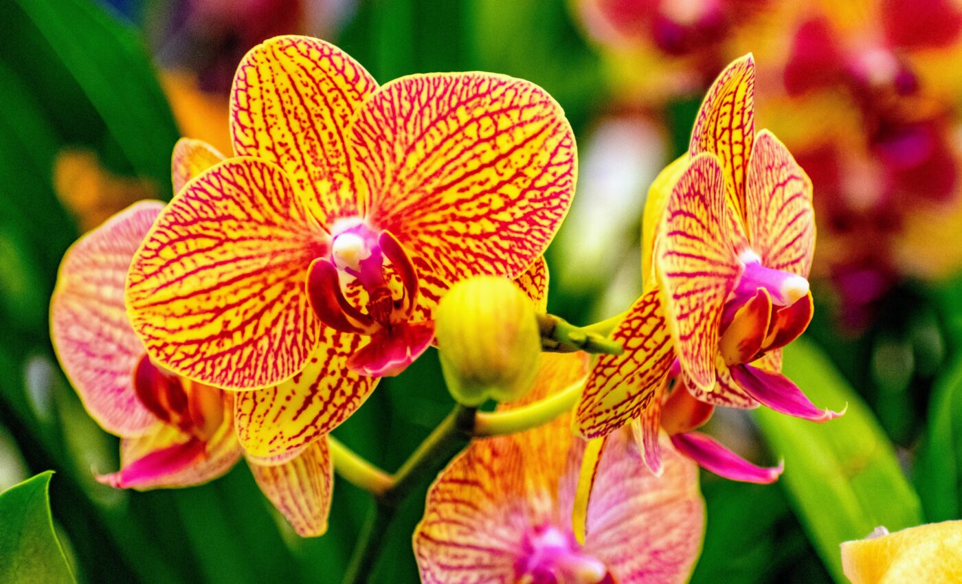 Masters of deception: Orchids use trickery to get what they need