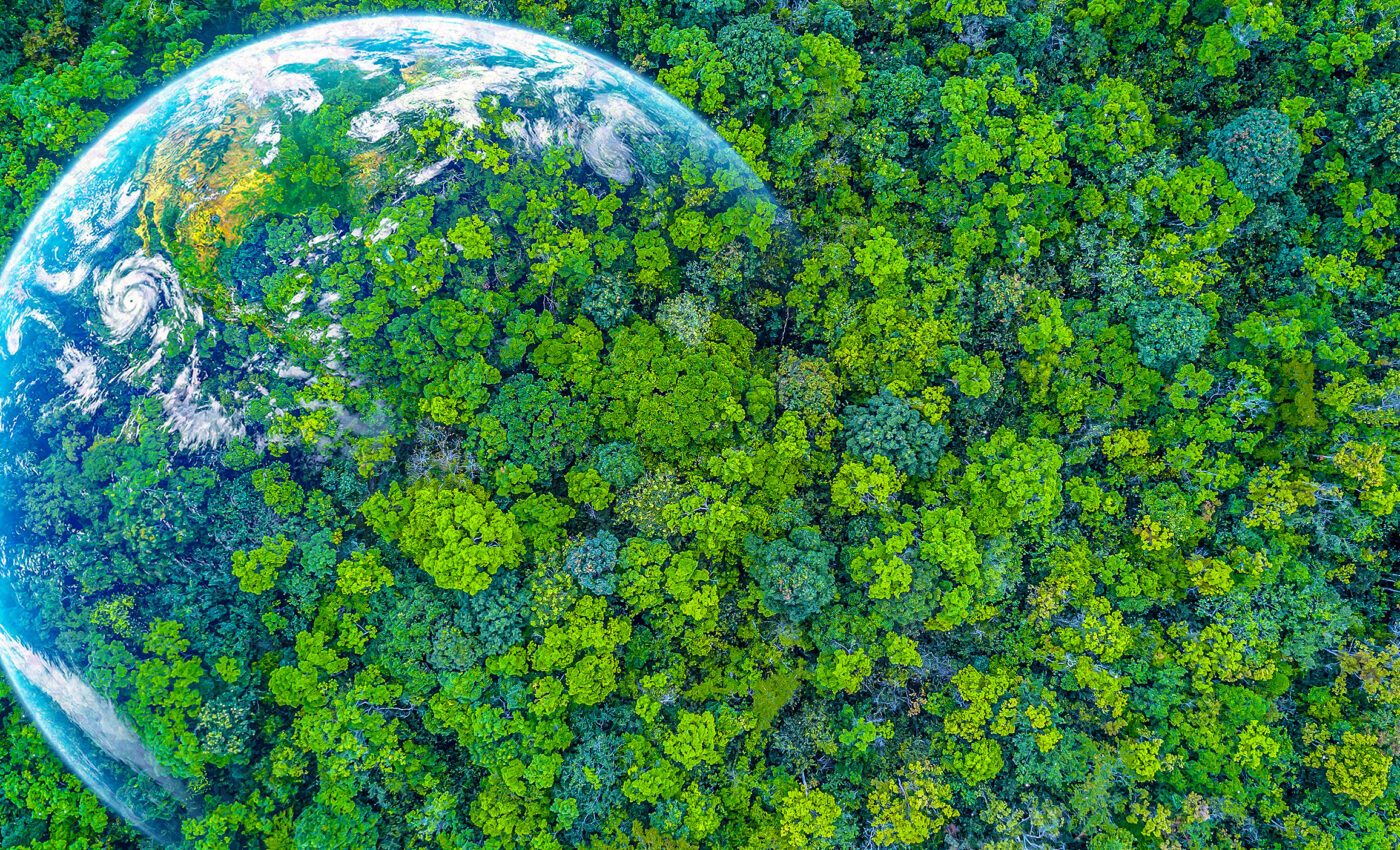 Urgent need to protect Earth’s forests from non-native pests