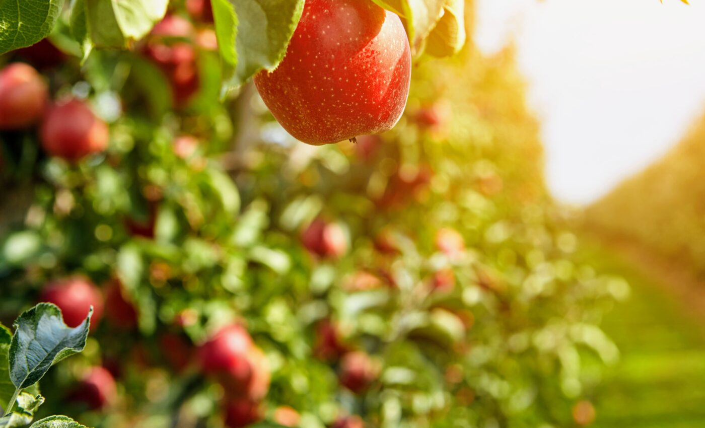 Secret "weeping" exhibited by apple trees could boost fruit production with genetic engineering