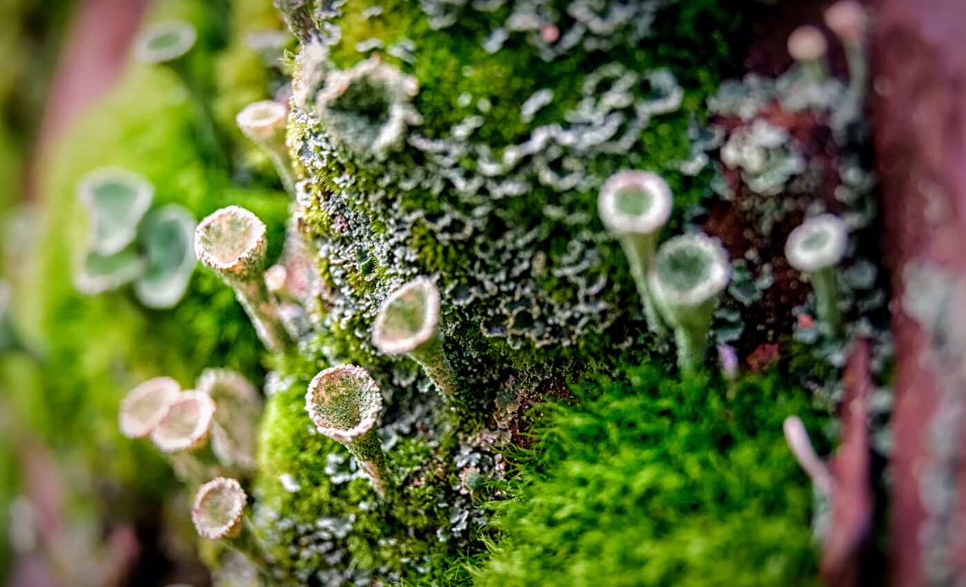 Hundreds of plant and lichen species are overlooked victims of climate change