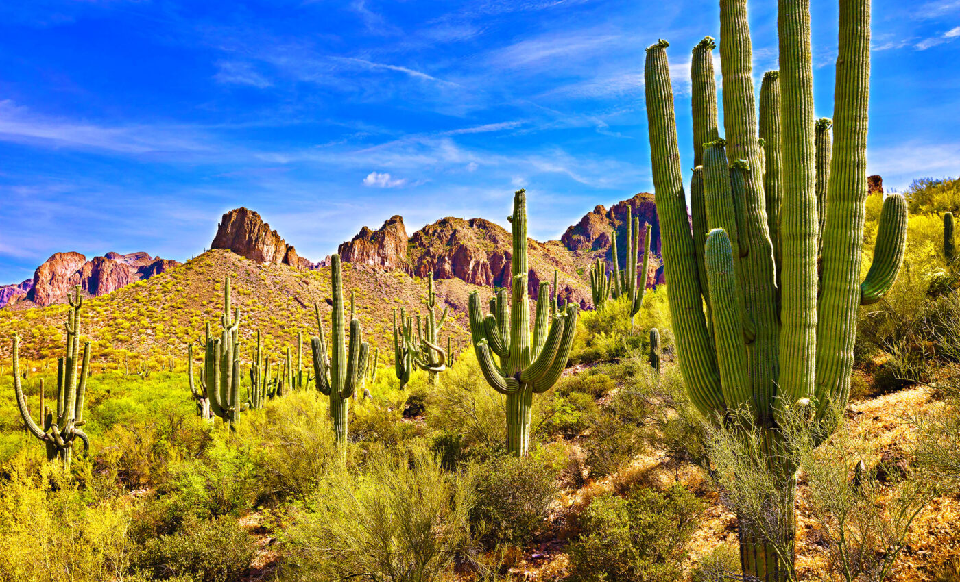 Wilting giants: Arizona's saguaro cacti are collapsing amid record heat