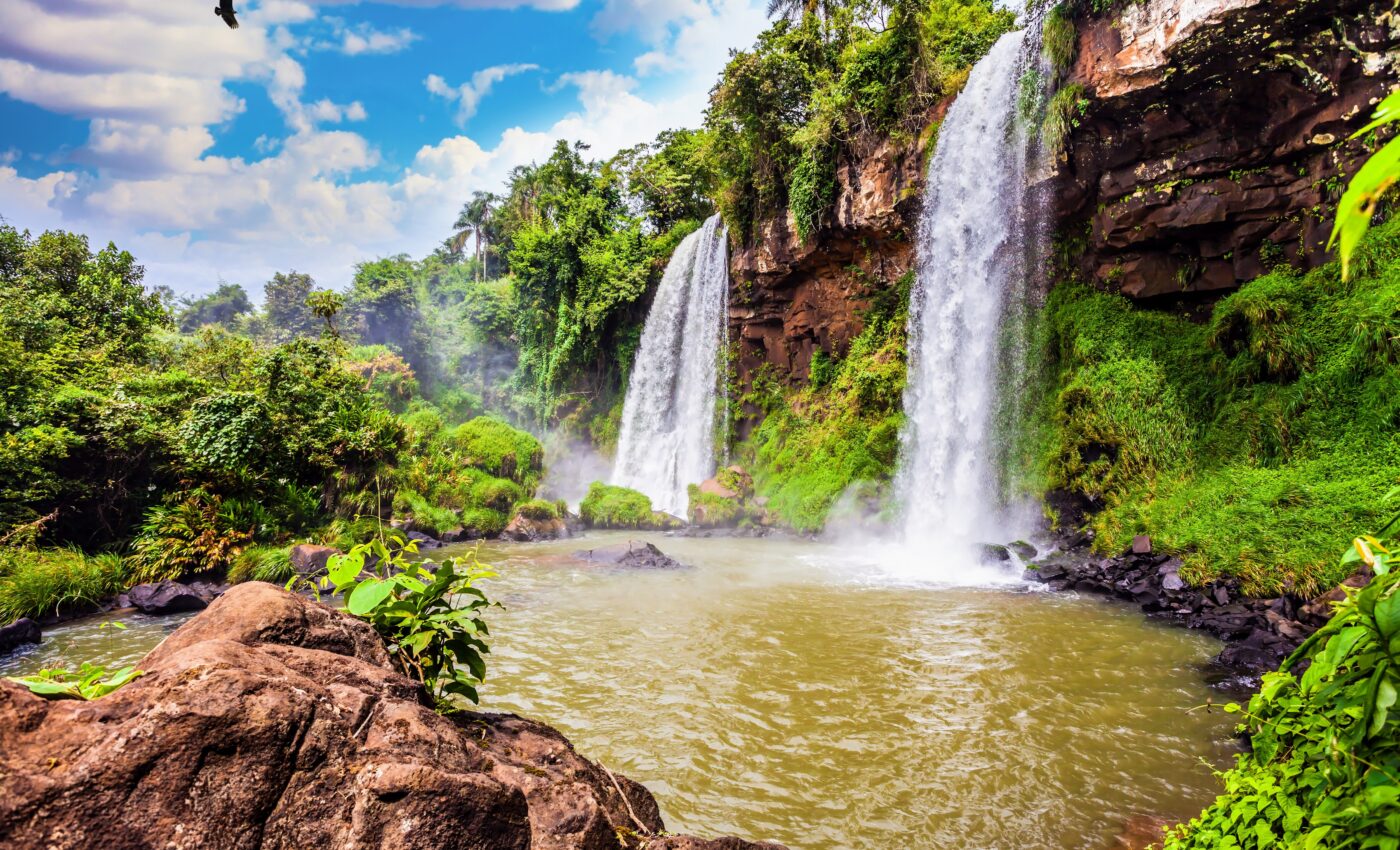 Tropical trees use social distancing to promote forest diversity