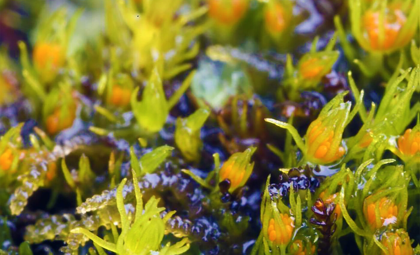 Takakia has lived on Earth 400 million years, but it may not survive climate change