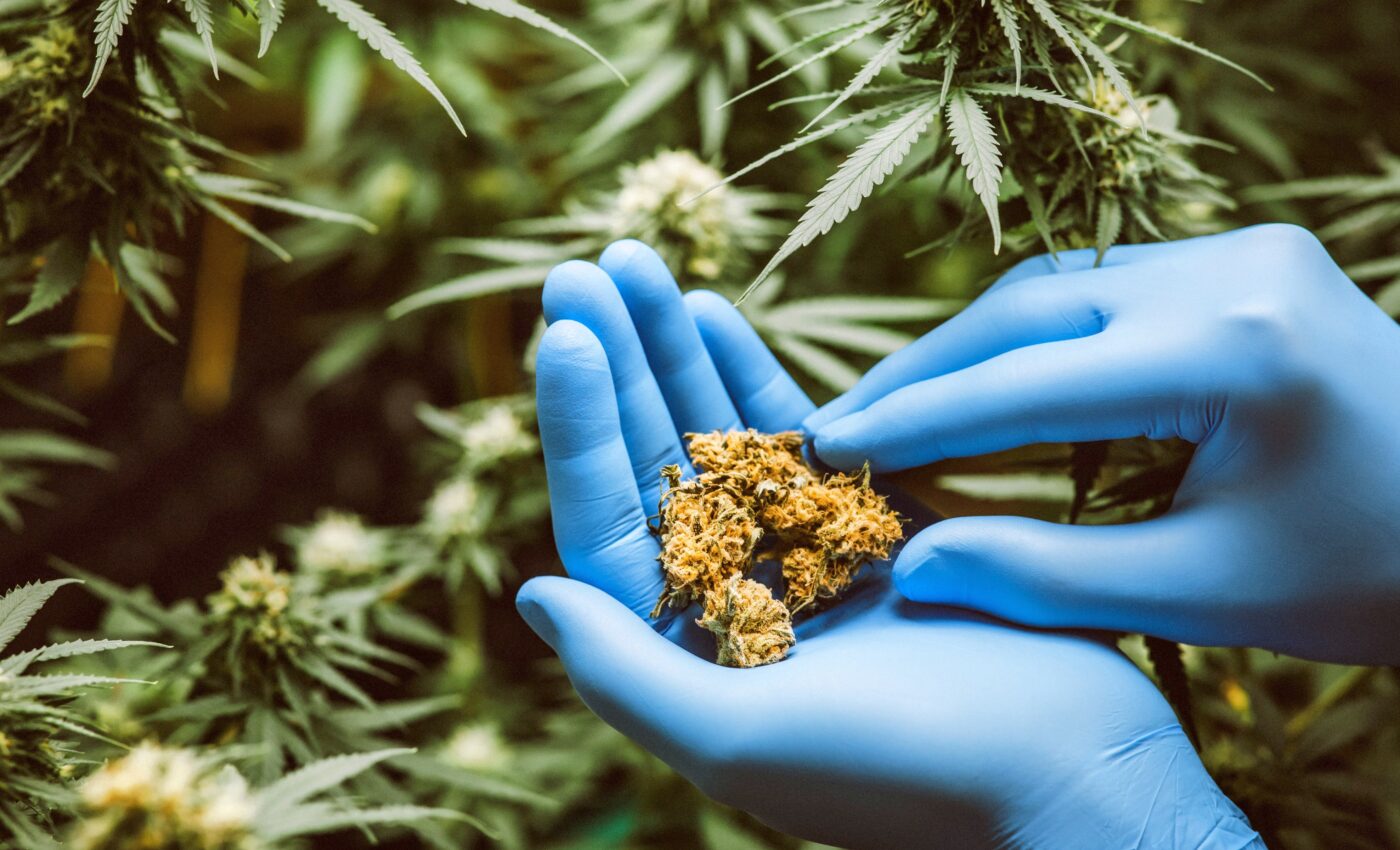 Half of Americans have tried cannabis and nearly a fifth admit to using it regularly