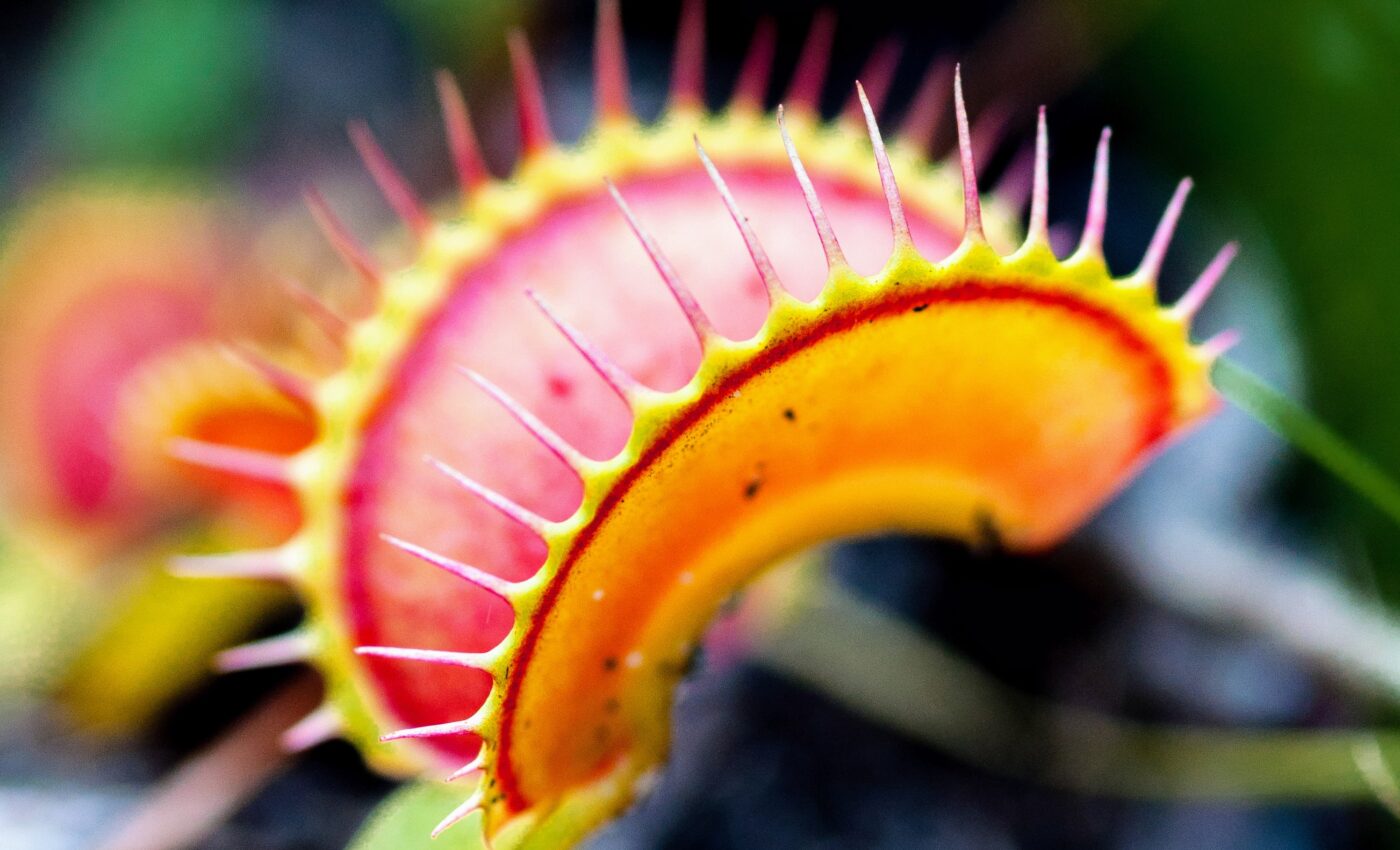 Fiery defense: Venus flytrap snaps shut when it detects heat from fire