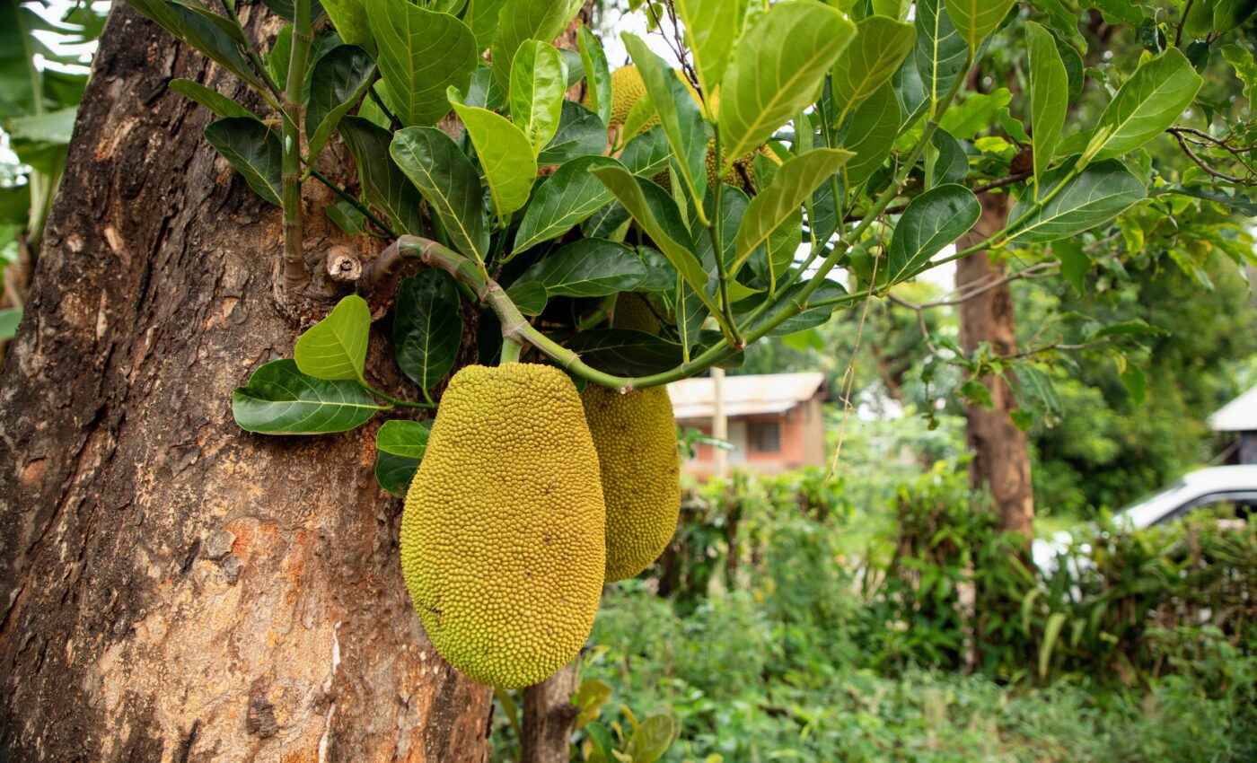 Diverse forests shut down non-native tree invasions