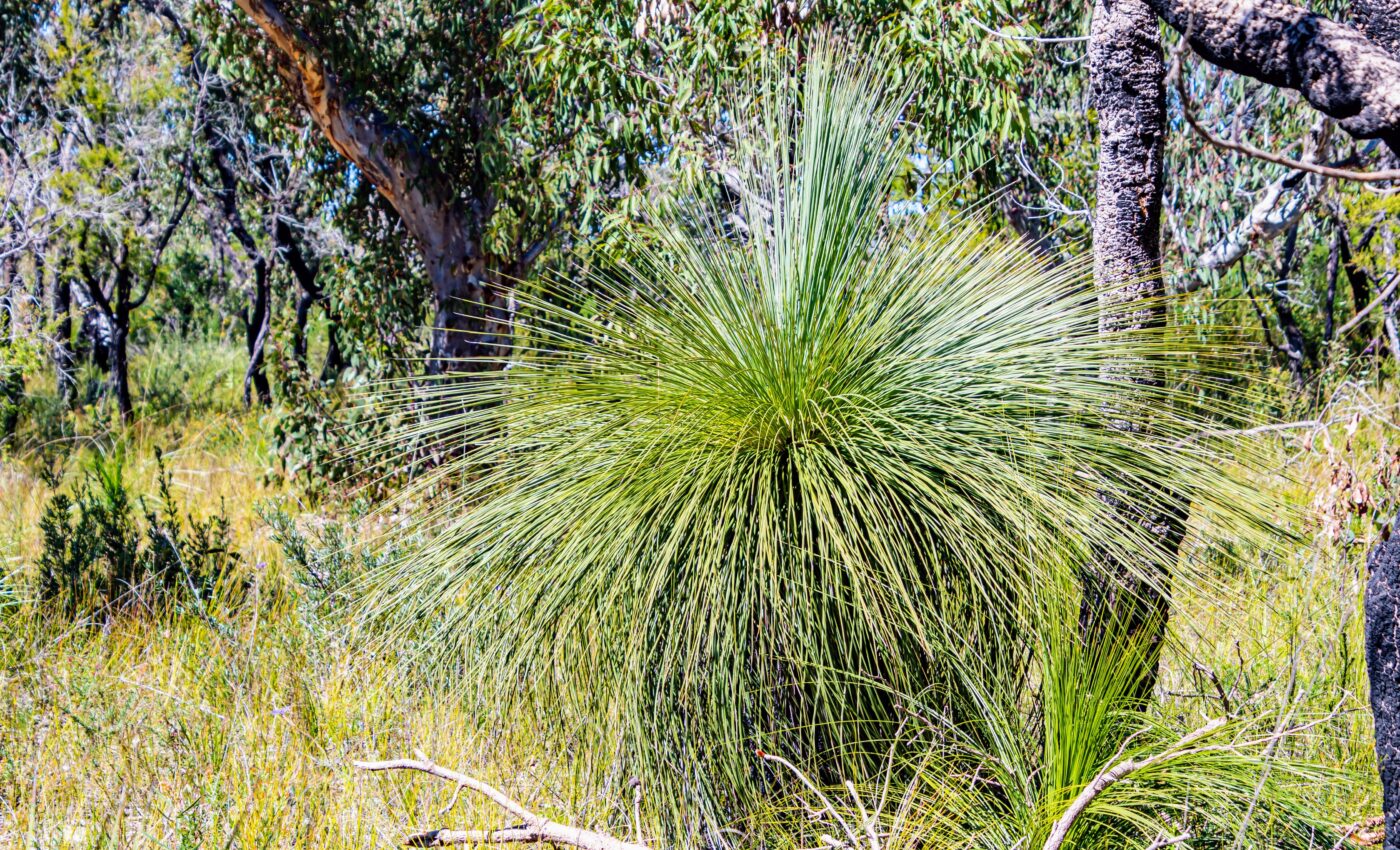 Yaccas protect Australian wildlife from deadly climate extremes