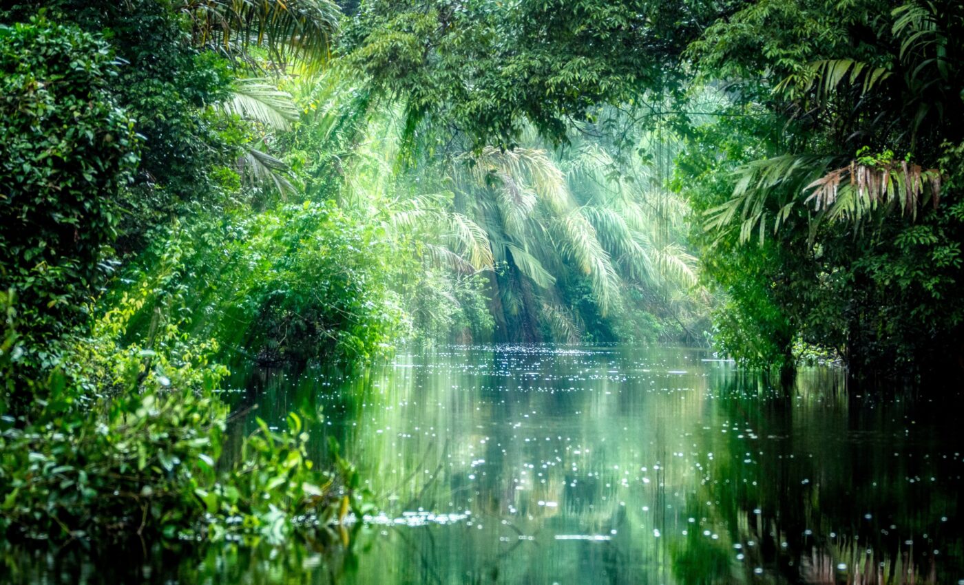 High in the treetops, canopy soils protect the forest below