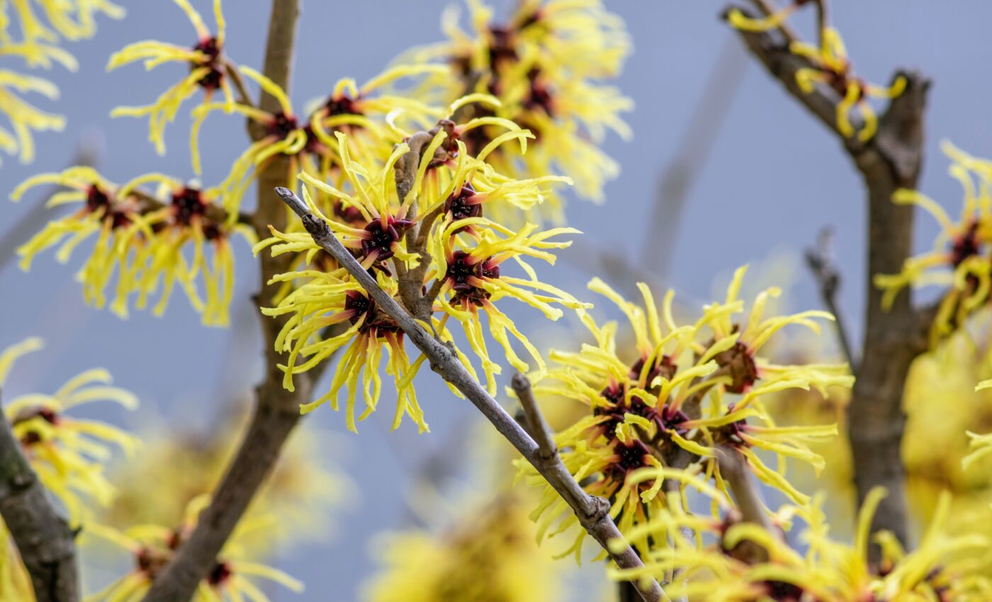 Witch hazel plants propel seeds at bullet speeds
