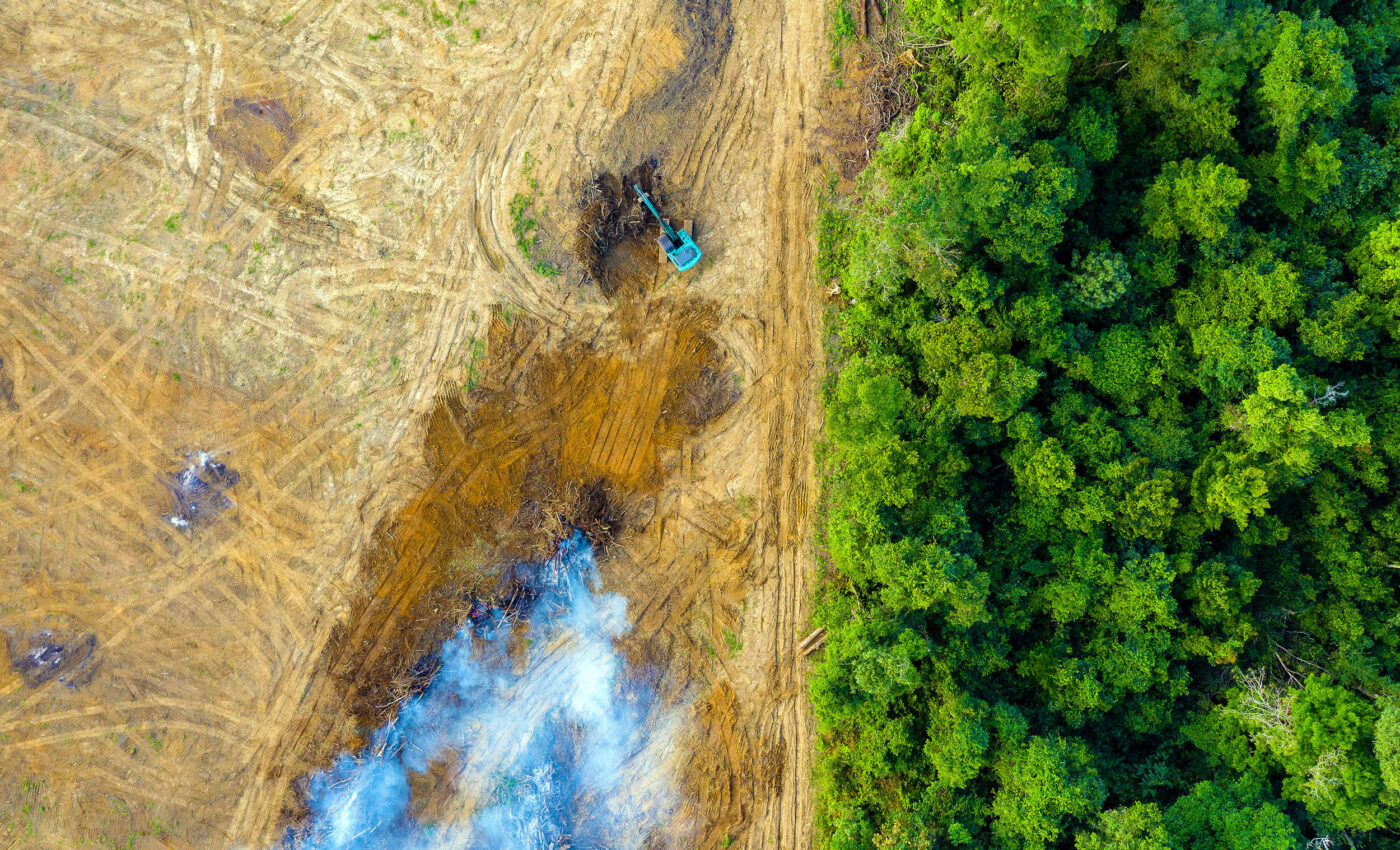 Amazon's rainforests are at risk of transforming into dry, grassy savannas