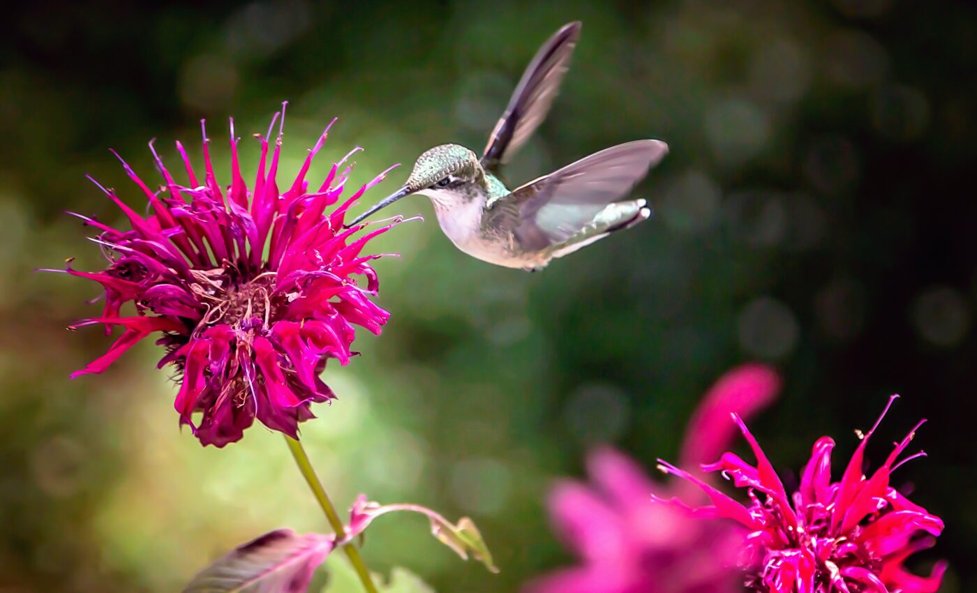 Study reveals that 90% of flowering plant species rely on animal pollinators