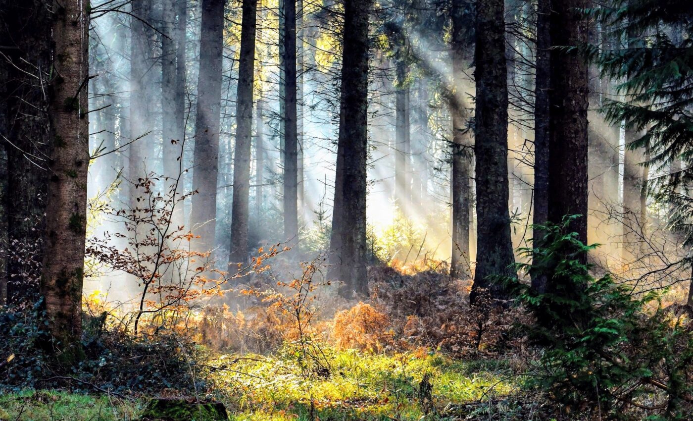 The fate of our forests: New tool predicts tree survival amidst drought