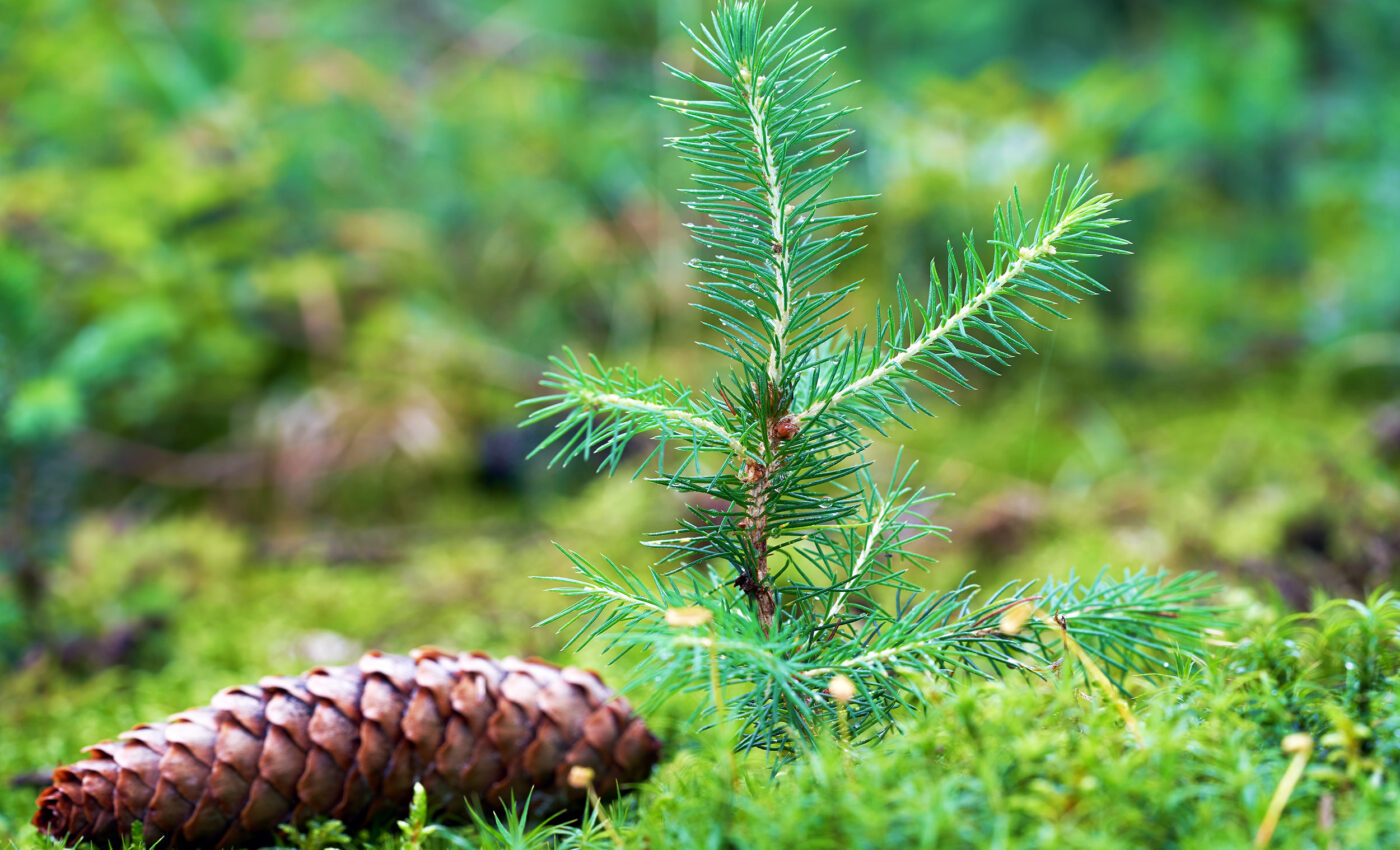 Researchers create antimicrobial substances using lignin and plant wastes