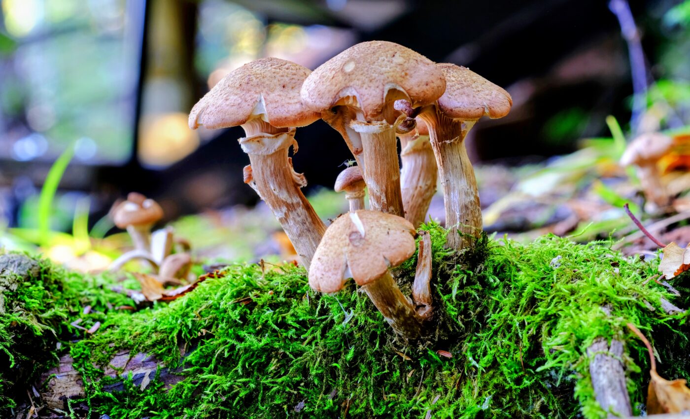 Balancing act: Microbes speed up plant decomposition in a warming world