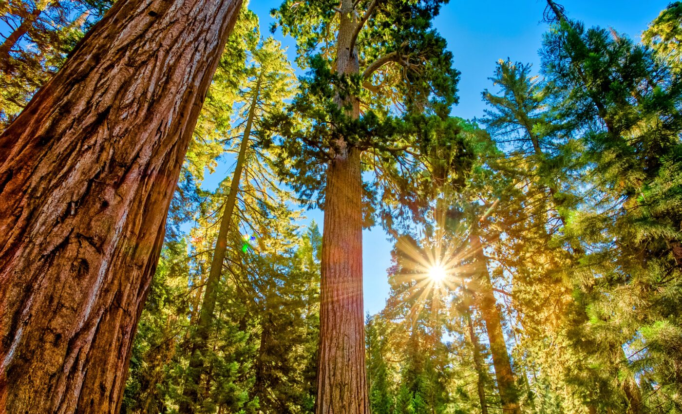 Plants have a way of telling us what climate they can survive in