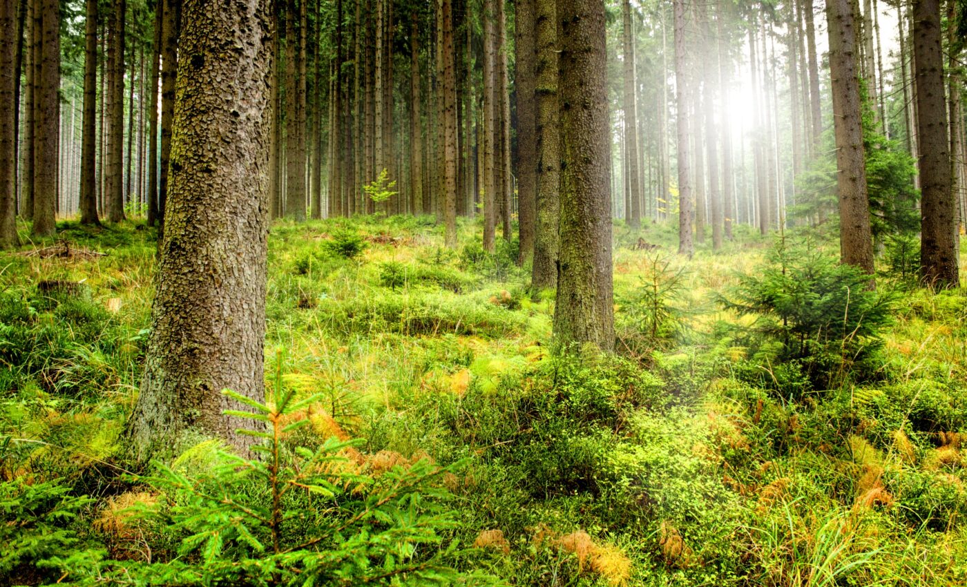 Boreal and temperate forests have emerged as the main carbon sinks