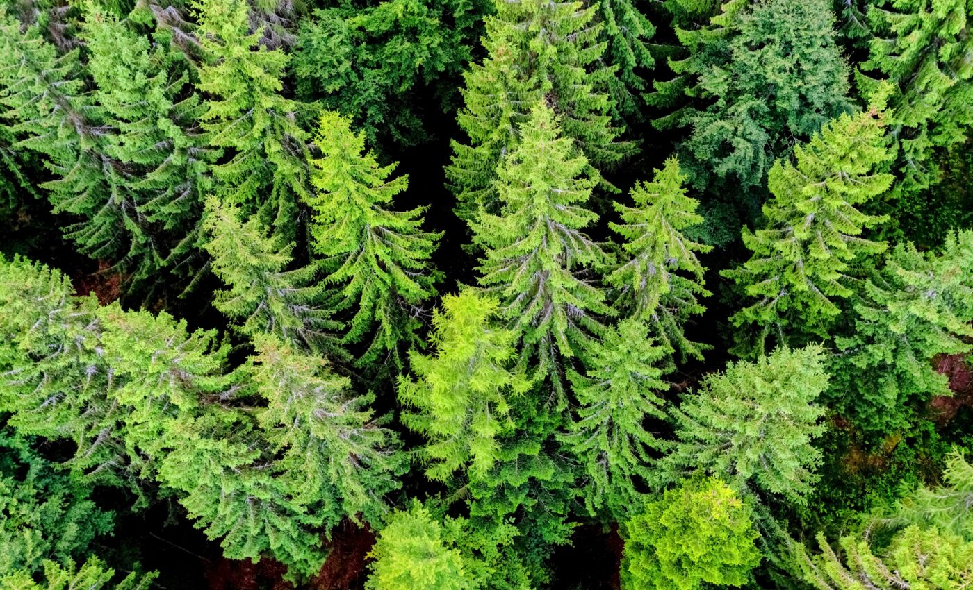 Young forests are unexpected heroes of carbon capture