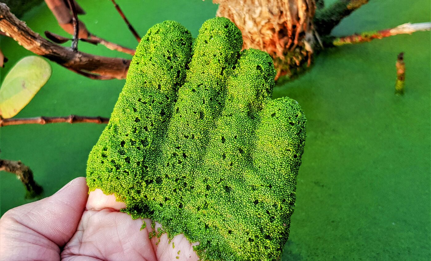 Watermeal may become an essential food for astronauts