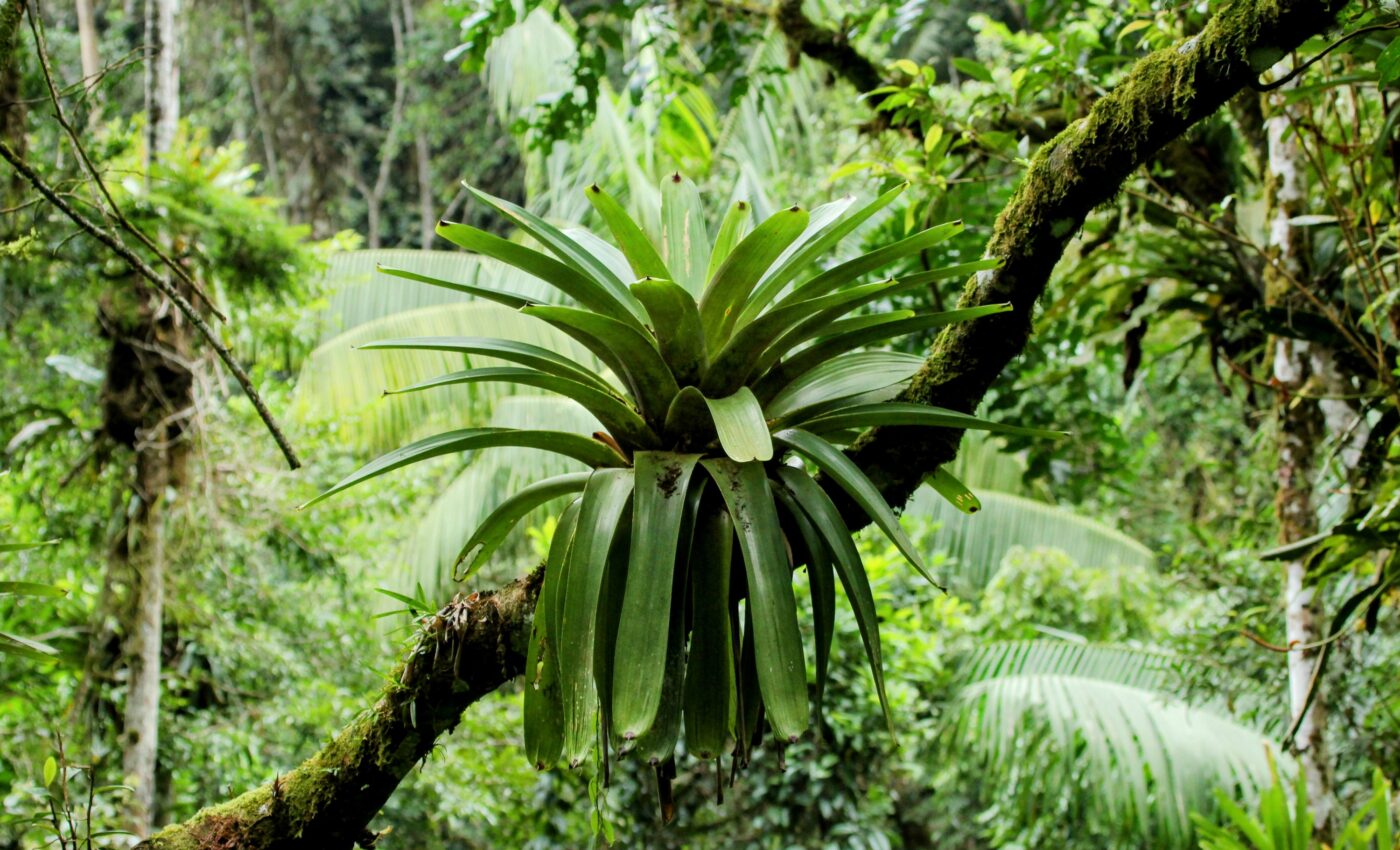 Epiphytes are increasingly threatened by forest disturbances