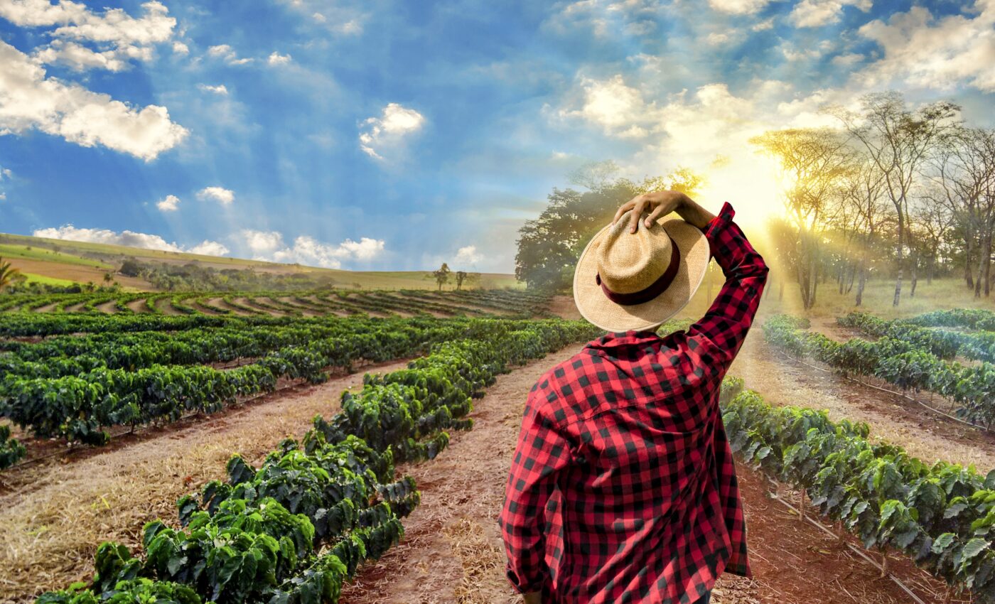 Coffee production threatened by loss of pollinators