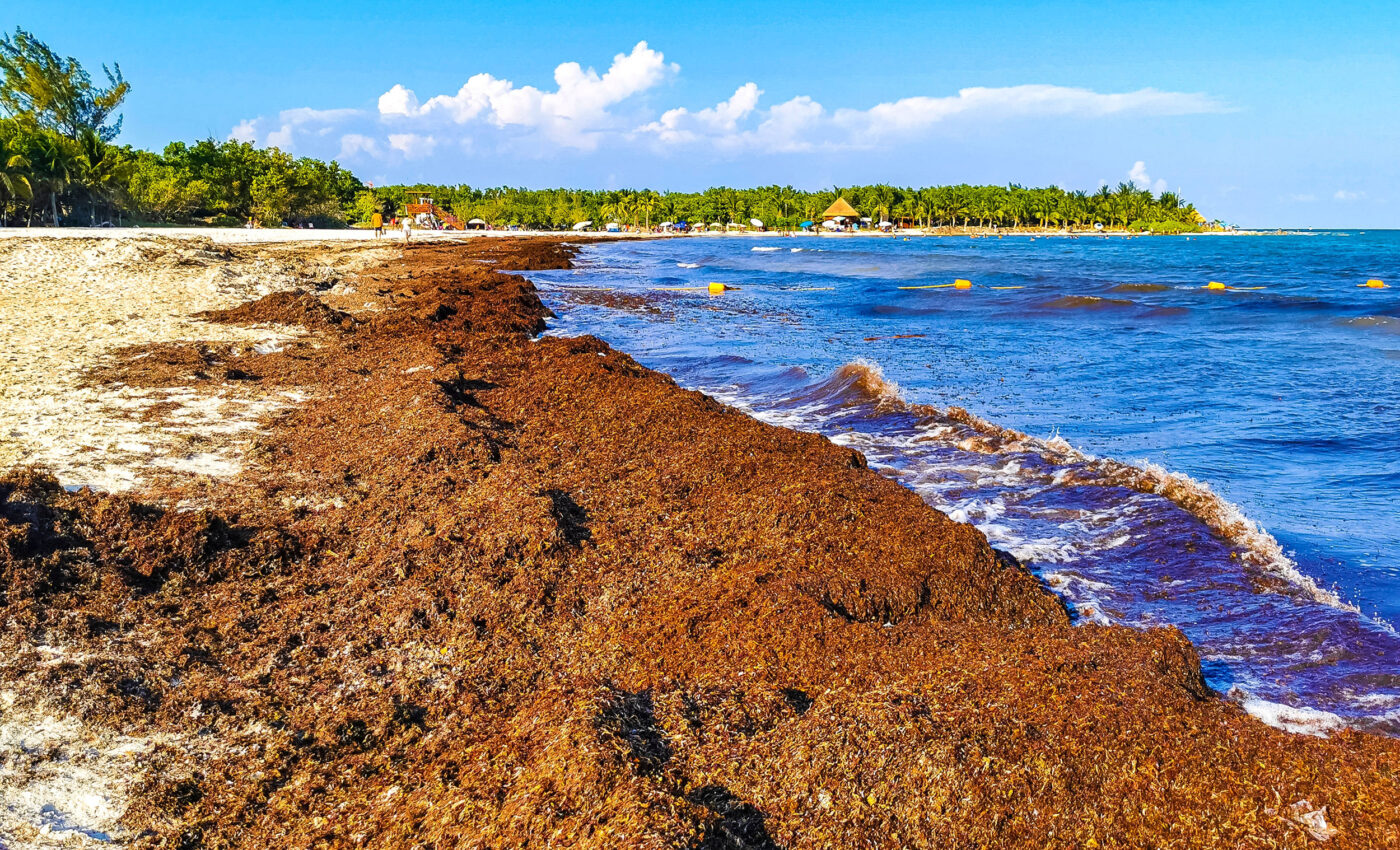 What drives the Great Atlantic Sargassum Belt?