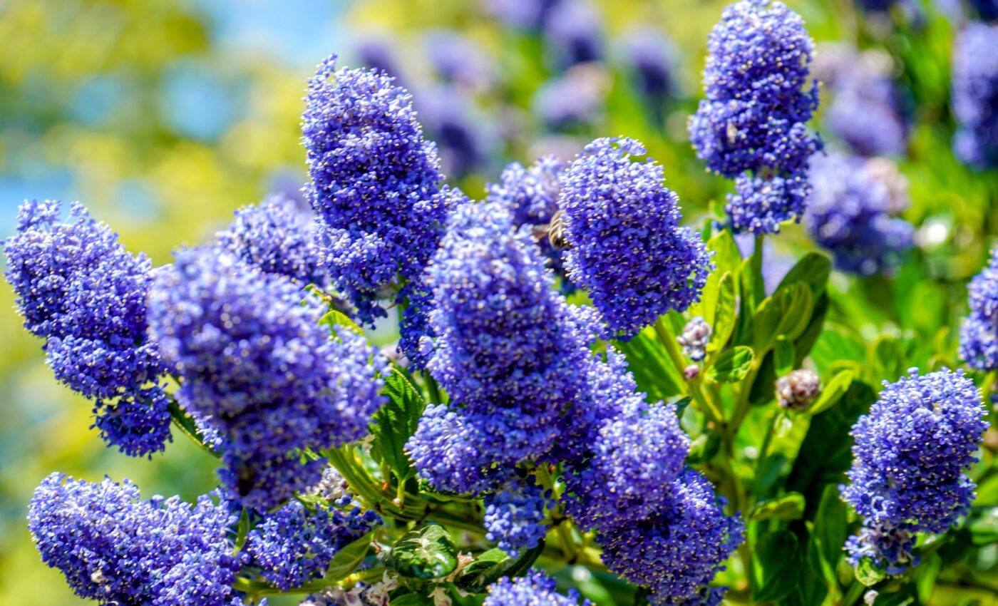 Understanding the critical limits of plants could help save them