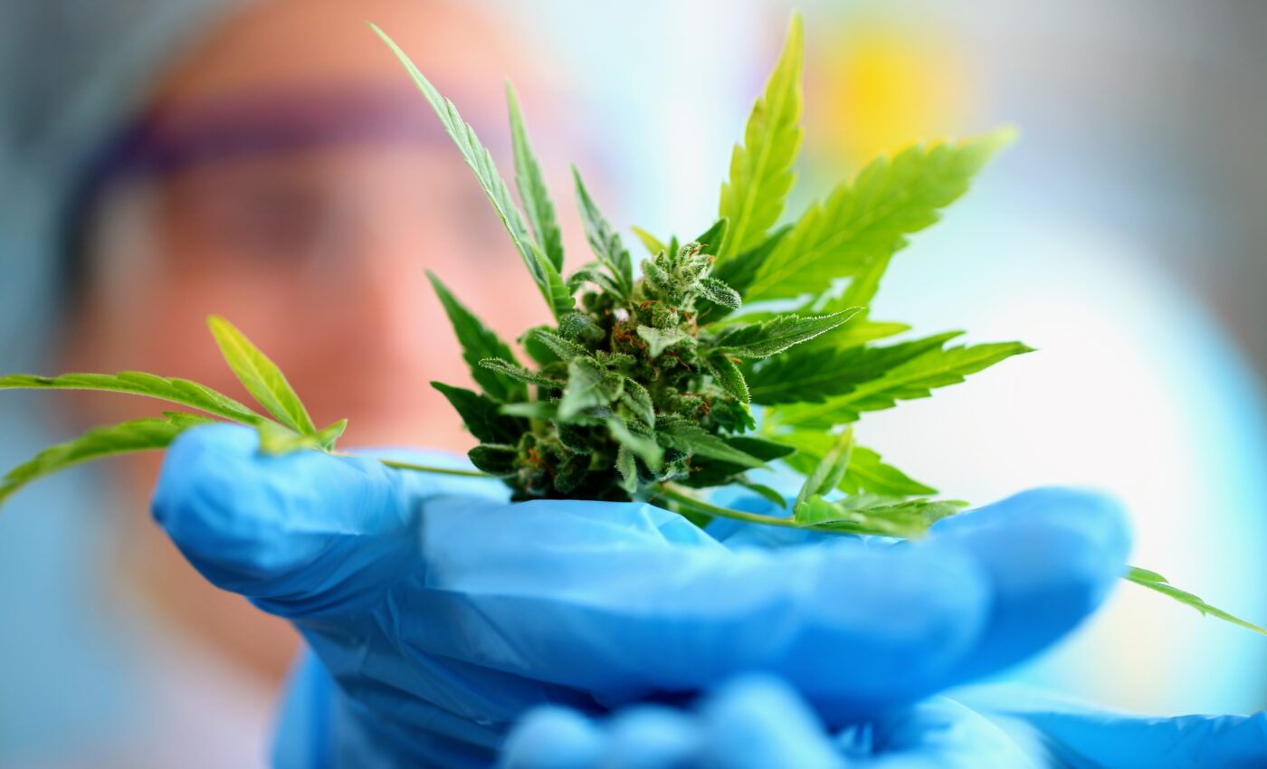 Cannabis poses health risks due to harmful fungi that often contaminate the plants