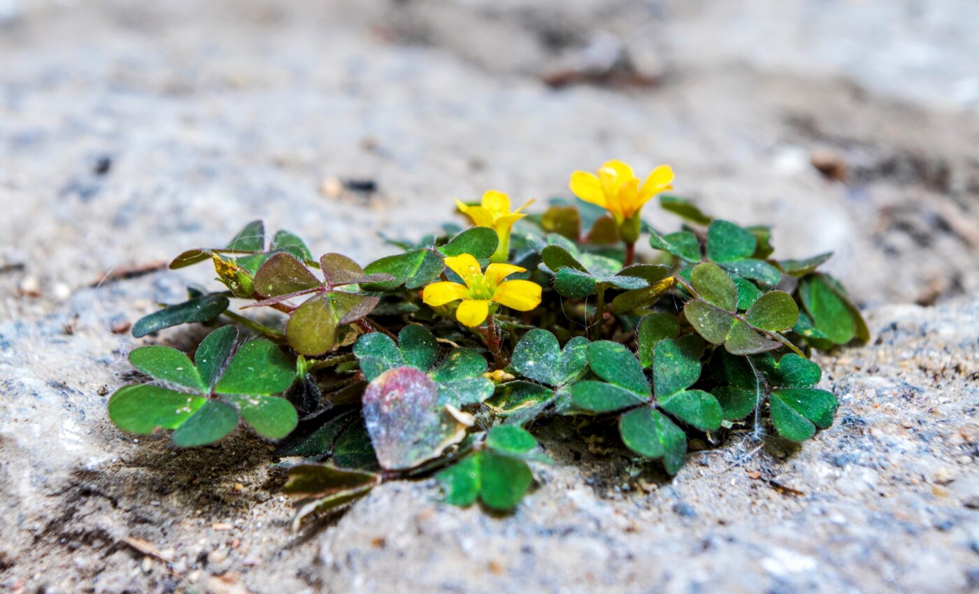 Creeping woodsorrels changed their color to adapt to urbanization