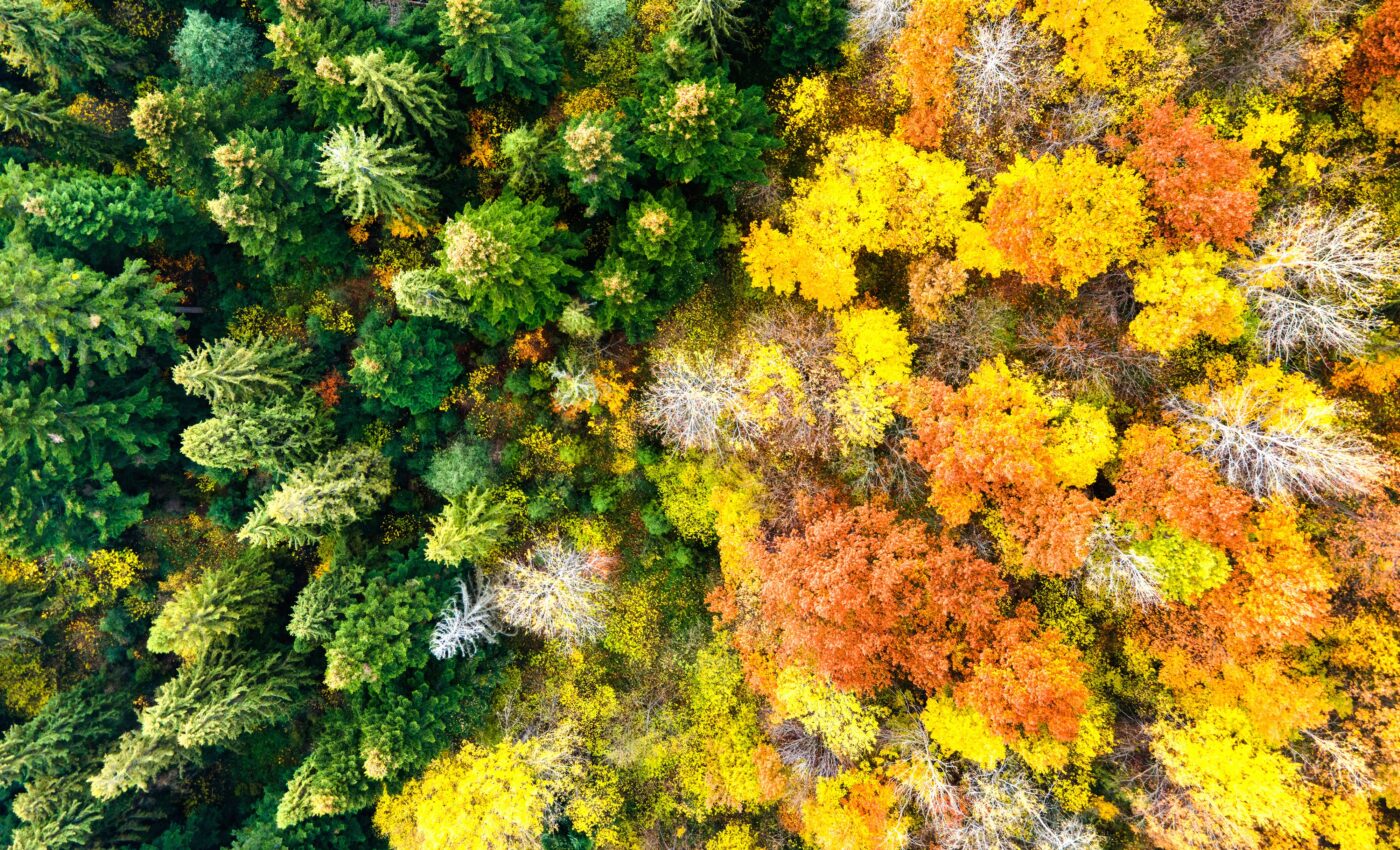 Unexpected changes: What happens to boreal forests after fire?