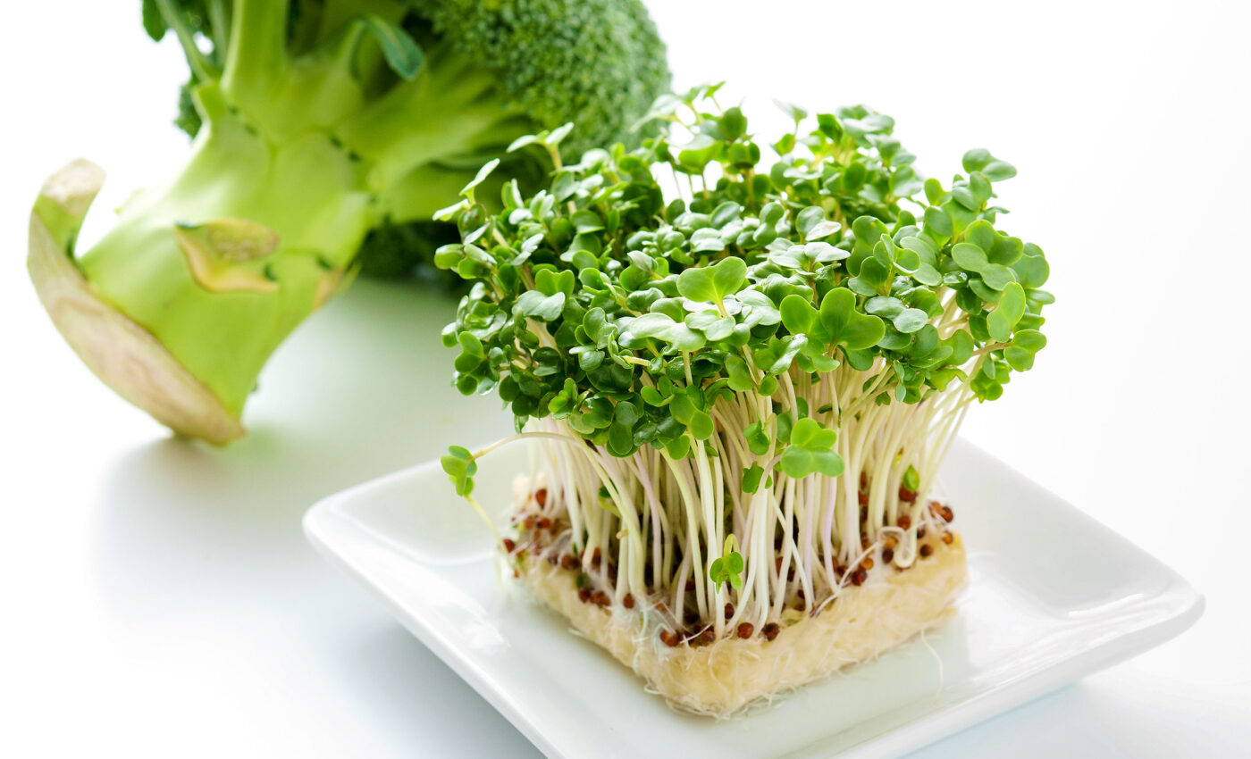 Broccoli sprouts have more nutritional value than mature broccoli