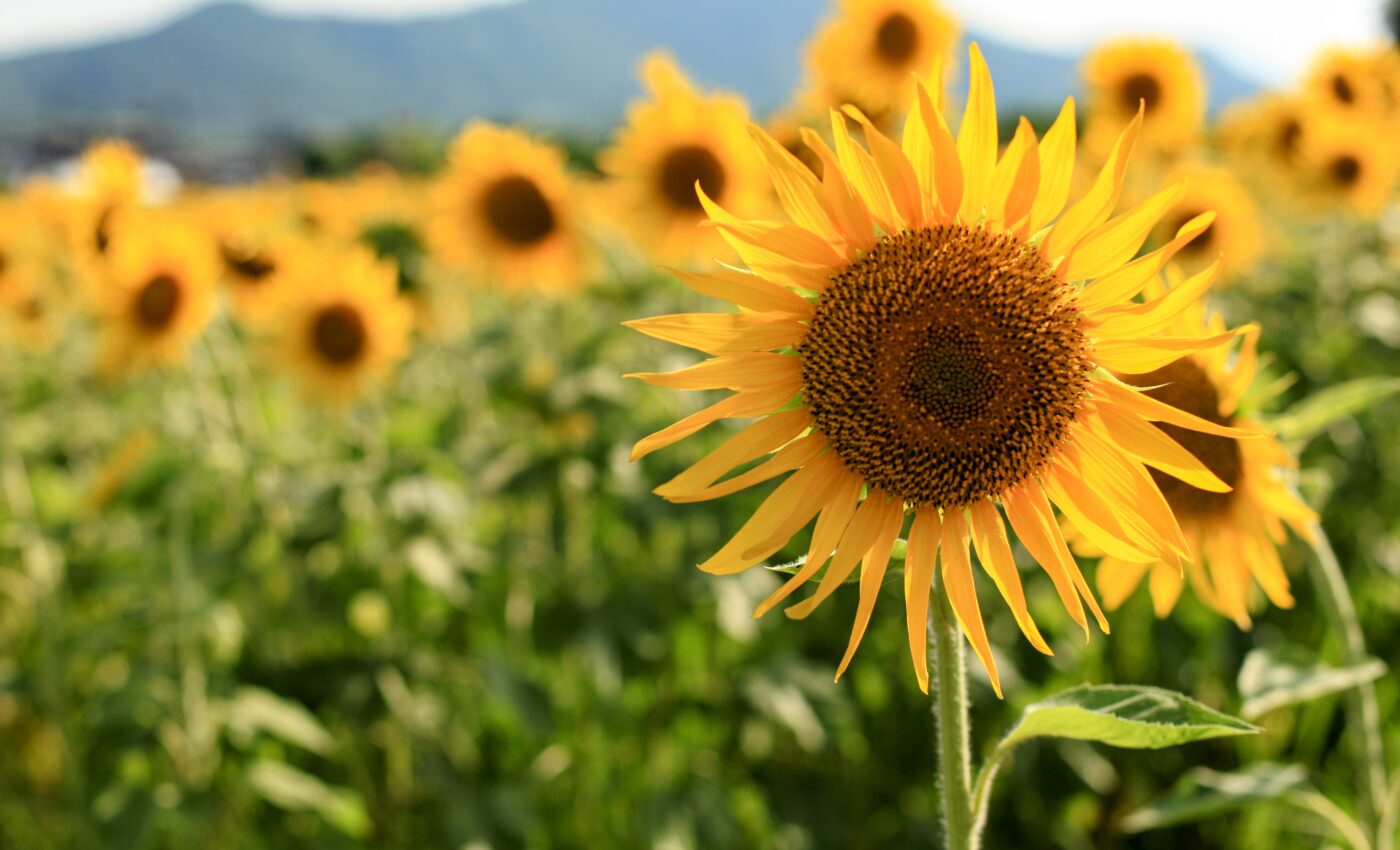 Sunflower extracts shield blueberries from fruit rot