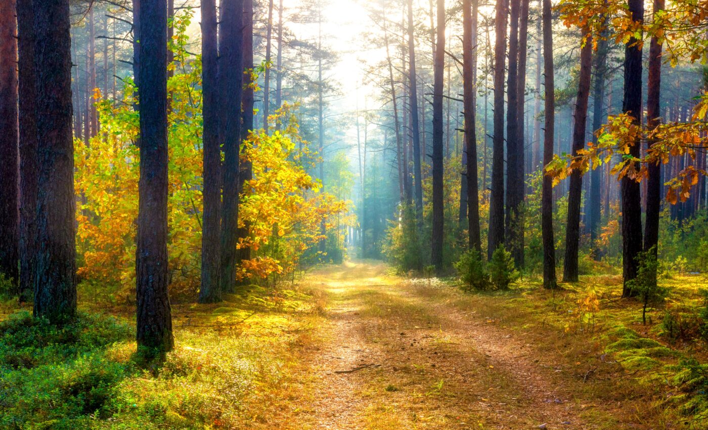 We are off track to save our forests, but there's still time: WWF report