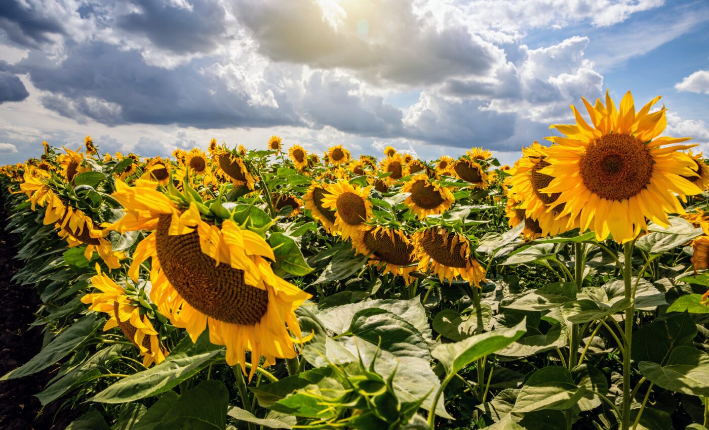 Sunflowers use multiple light response systems to track the sun