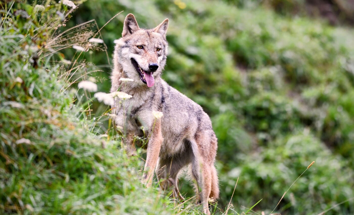 Predators play an overlooked role in ecosystem restoration