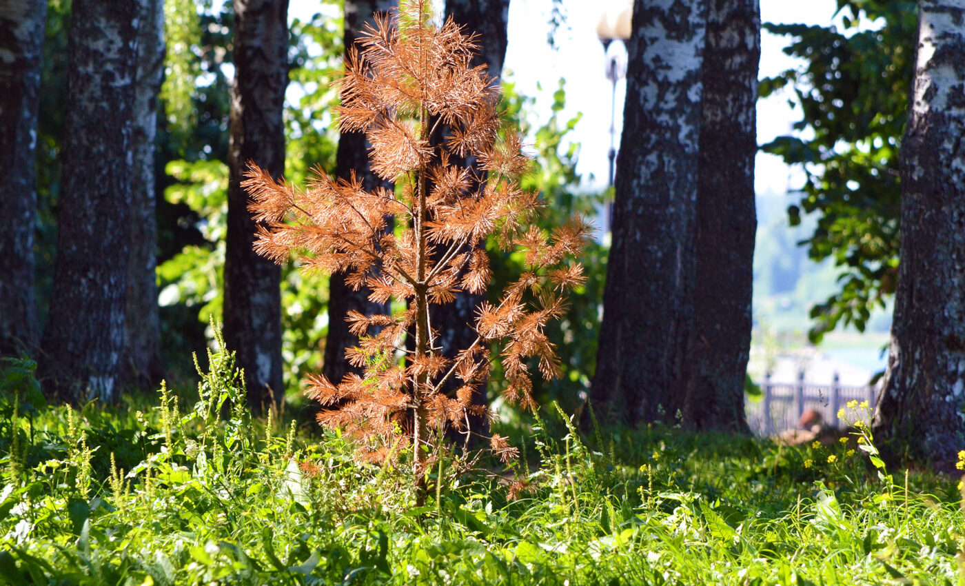 Young trees are not responding well to climate change