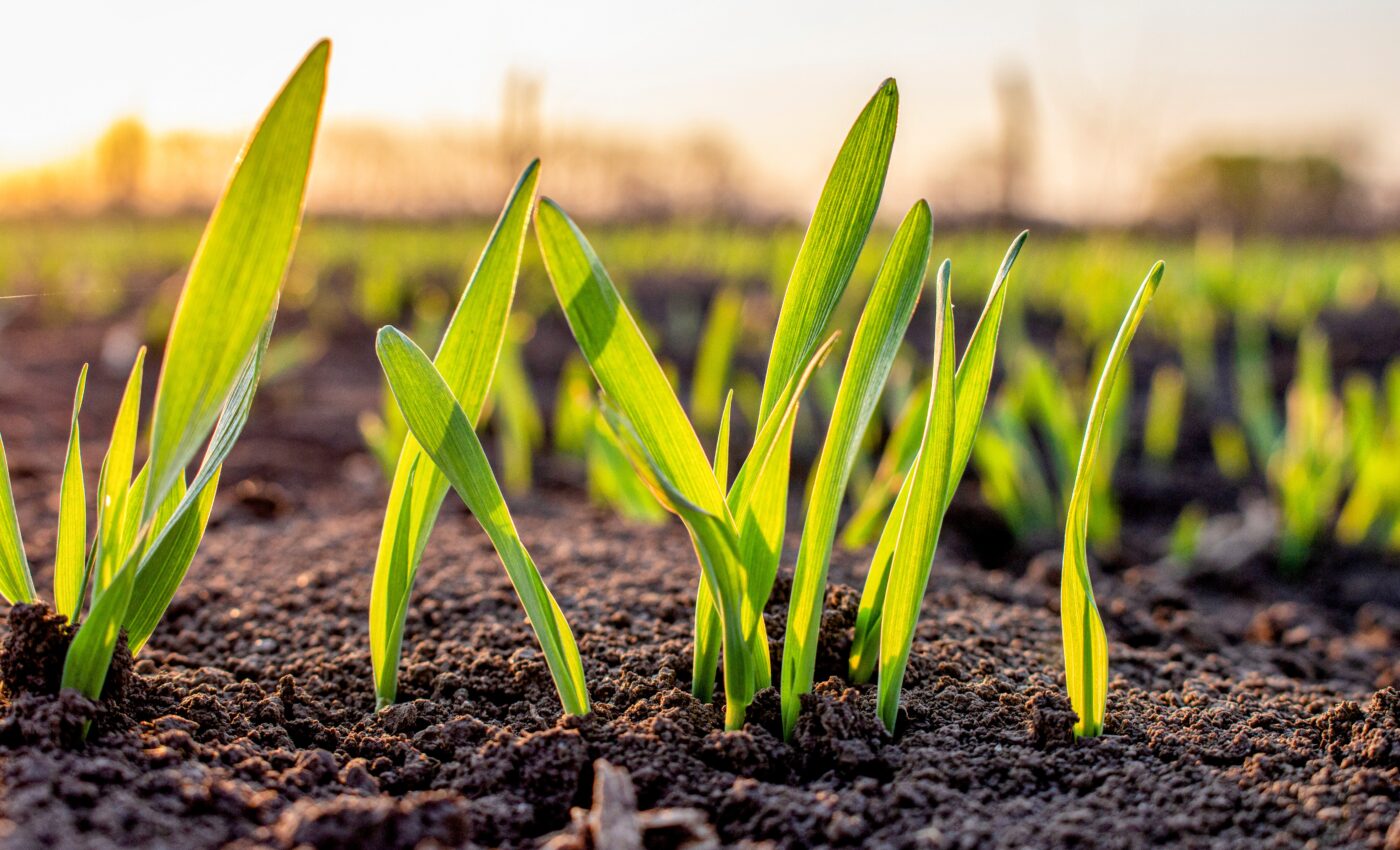 Soil salinity disrupts the development of wheat seedlings