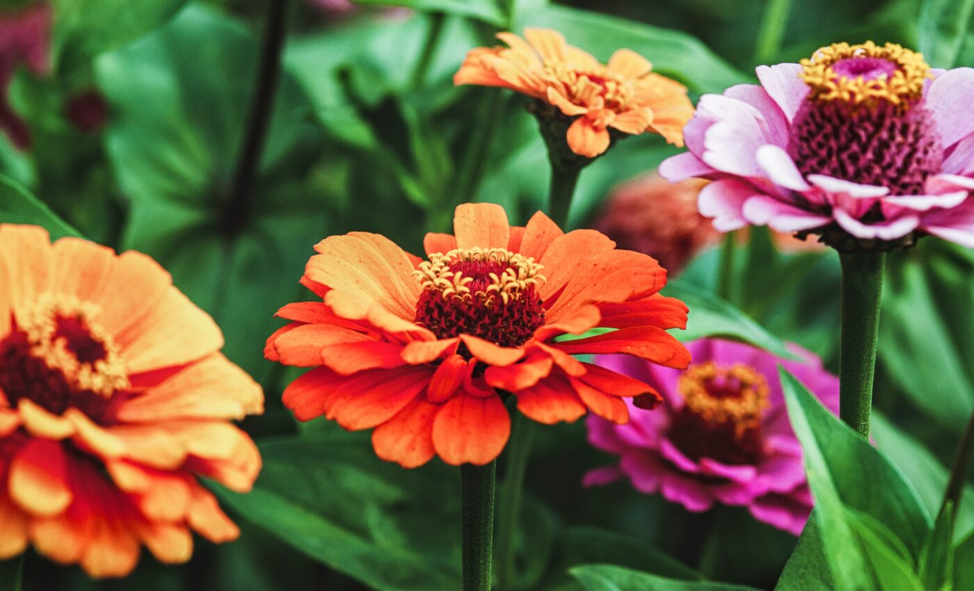 Plant life cycles: Predicting the impacts of climate change