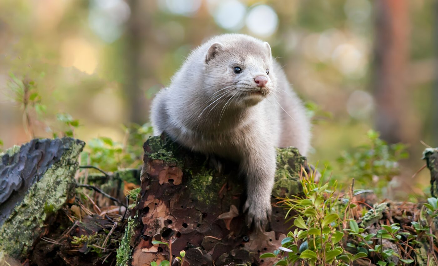 One fifth of all European endangered species may vanish