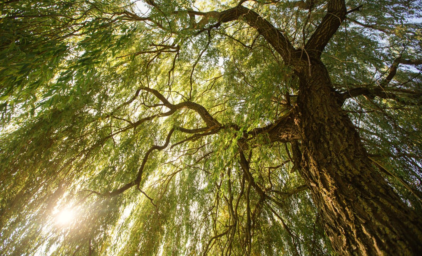 Willow bark may contain life-saving antiviral medications
