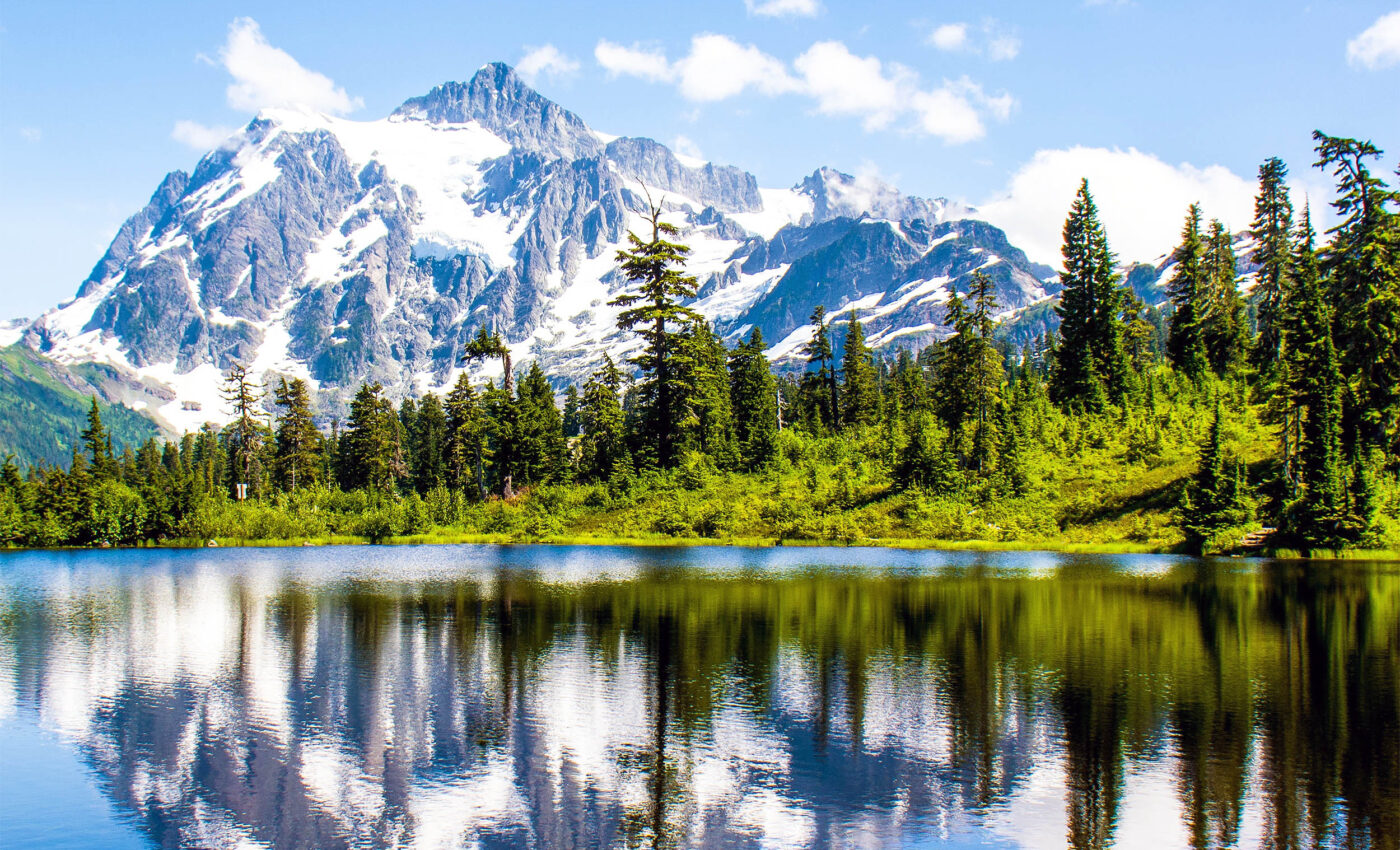 Trees are in big trouble, but science may have a solution