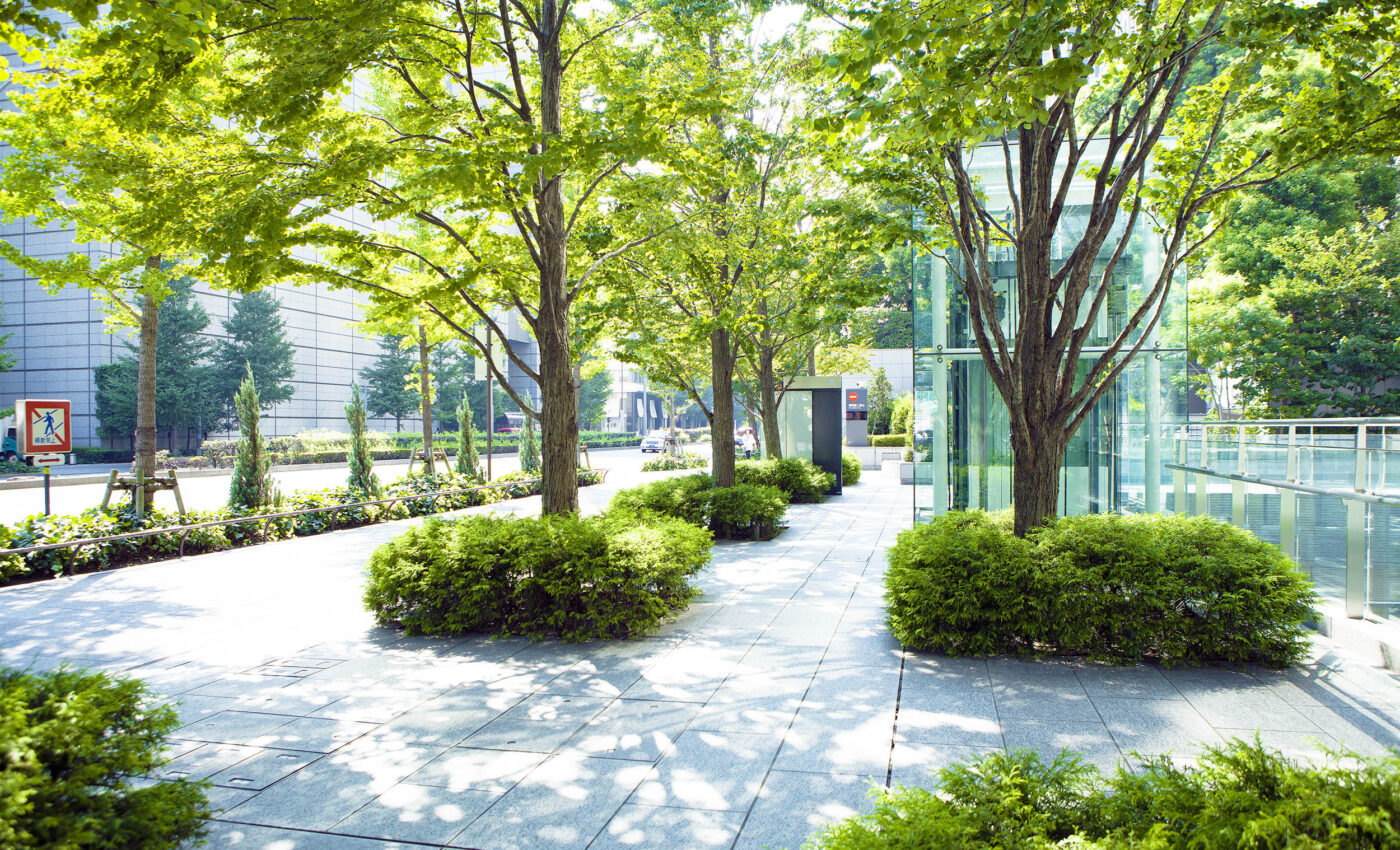 Urban trees surrounded by less asphalt grow taller and stronger