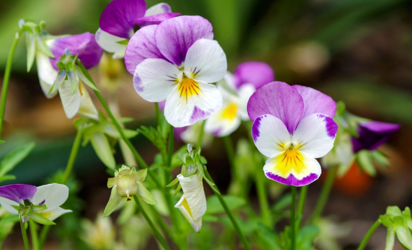 Wildflowers are self-fertilizing to deal with a lack of pollinators