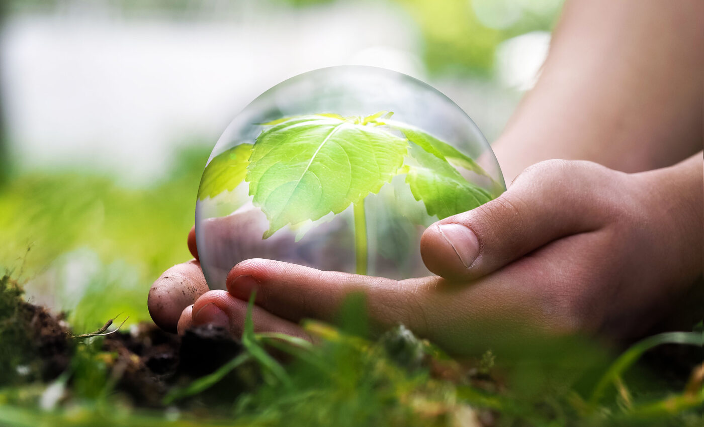 Plants use a ‘trojan horse’ defense to fight mold infestations