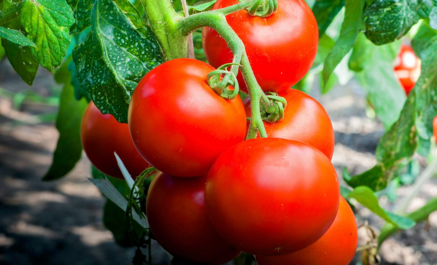 Tomato plants use their roots to ration water during drought