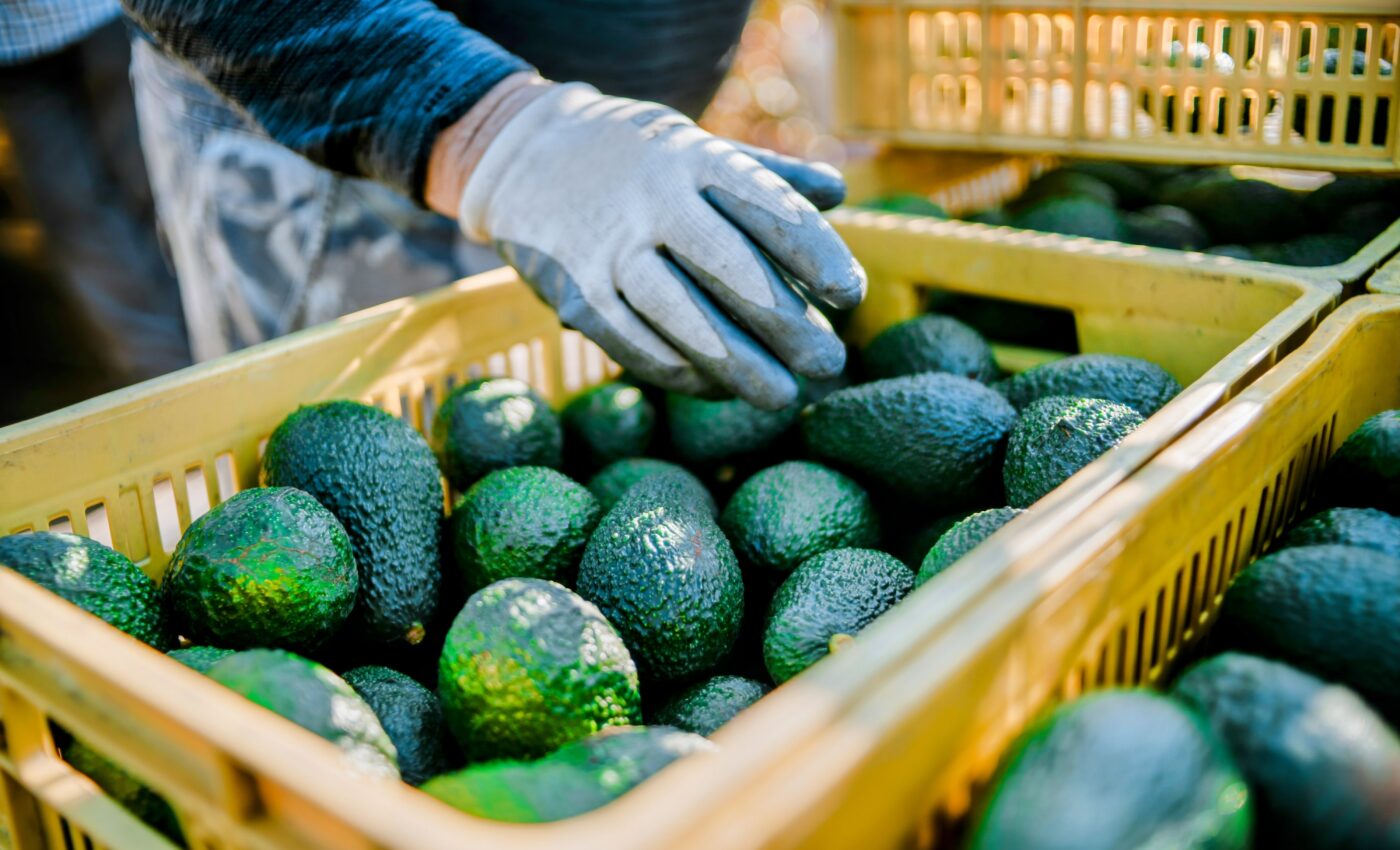 The Avocado Debate: Understanding the impacts of our food choices