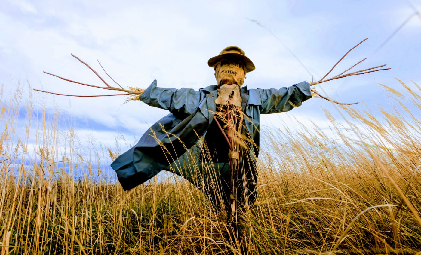 "Laser" scarecrows could revolutionize crop protection without harming wildlife